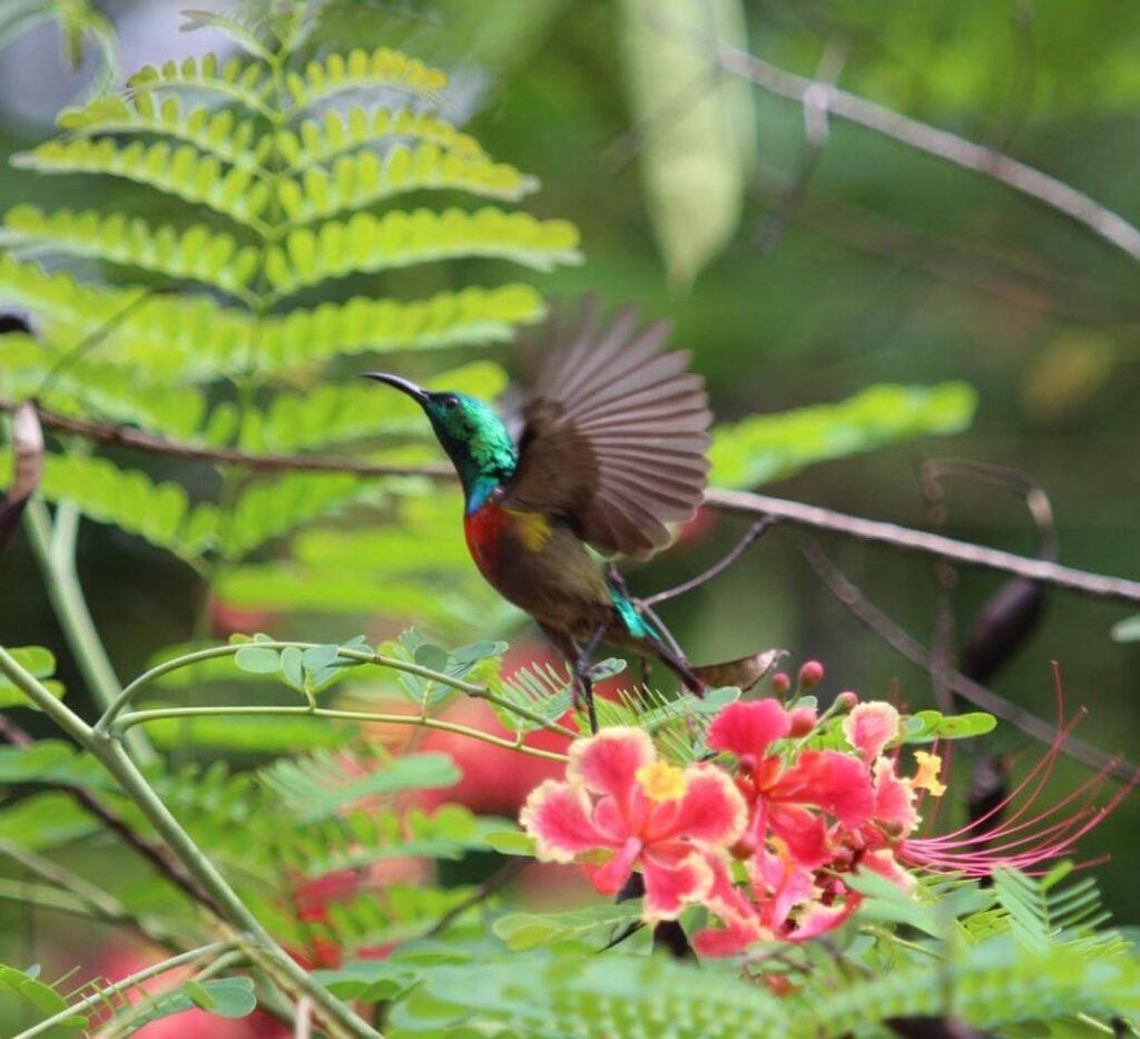 sunbird in the garden of BWO Hostel